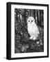 Owl-Geraldine Aikman-Framed Giclee Print