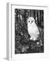 Owl-Geraldine Aikman-Framed Giclee Print