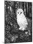 Owl-Geraldine Aikman-Mounted Giclee Print