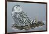 Owl-Rusty Frentner-Framed Giclee Print