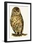 Owl-null-Framed Giclee Print