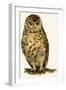 Owl-null-Framed Giclee Print