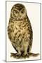 Owl-null-Mounted Giclee Print