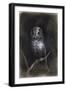 Owl-Andrea Mantegna-Framed Giclee Print