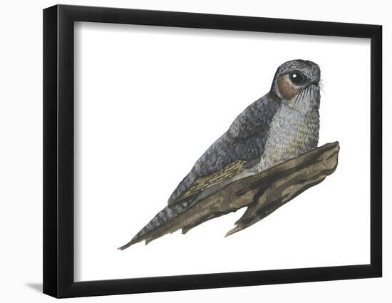Owlet Frogmouth (Aegotheles Cristatus), Birds-Encyclopaedia Britannica-Framed Poster