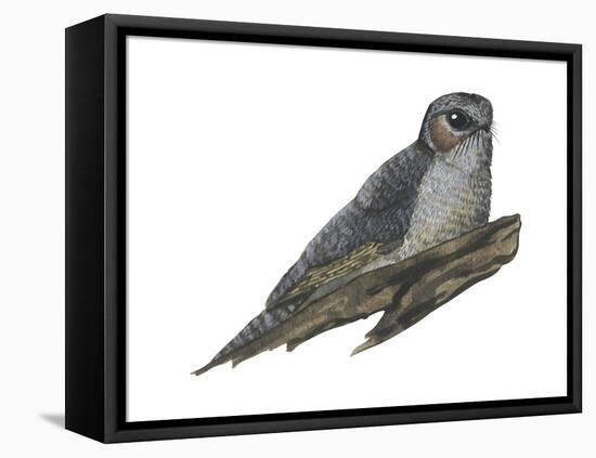 Owlet Frogmouth (Aegotheles Cristatus), Birds-Encyclopaedia Britannica-Framed Stretched Canvas