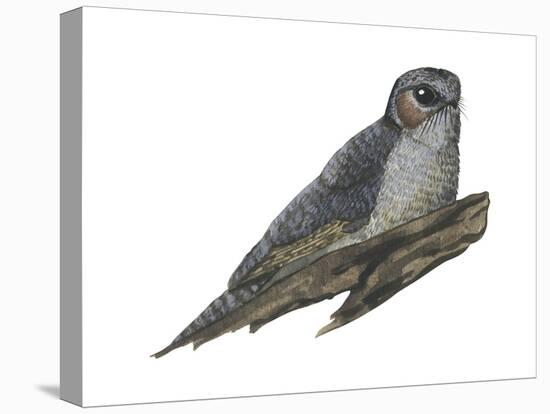 Owlet Frogmouth (Aegotheles Cristatus), Birds-Encyclopaedia Britannica-Stretched Canvas