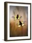 Owlflies-Jimmy Hoffman-Framed Giclee Print