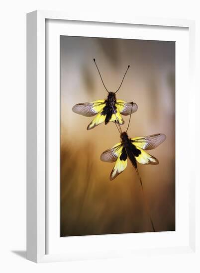 Owlflies-Jimmy Hoffman-Framed Giclee Print