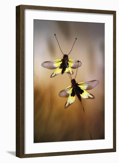 Owlflies-Jimmy Hoffman-Framed Giclee Print