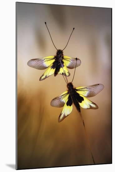 Owlflies-Jimmy Hoffman-Mounted Giclee Print