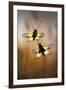 Owlflies-Jimmy Hoffman-Framed Giclee Print