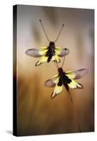 Owlflies-Jimmy Hoffman-Stretched Canvas