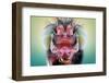 Owlfly-Donald Jusa-Framed Photographic Print