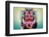 Owlfly-Donald Jusa-Framed Photographic Print