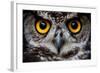 OWLS ARE THE ORDER Strigiformes, CONSTITUTING 200 EXTANT BIRD OF PREY SPECIES MOST ARE SOLITARY AND-Ammit Jack-Framed Photographic Print