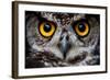 OWLS ARE THE ORDER Strigiformes, CONSTITUTING 200 EXTANT BIRD OF PREY SPECIES MOST ARE SOLITARY AND-Ammit Jack-Framed Photographic Print