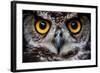 OWLS ARE THE ORDER Strigiformes, CONSTITUTING 200 EXTANT BIRD OF PREY SPECIES MOST ARE SOLITARY AND-Ammit Jack-Framed Photographic Print