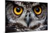 OWLS ARE THE ORDER Strigiformes, CONSTITUTING 200 EXTANT BIRD OF PREY SPECIES MOST ARE SOLITARY AND-Ammit Jack-Mounted Photographic Print