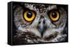 OWLS ARE THE ORDER Strigiformes, CONSTITUTING 200 EXTANT BIRD OF PREY SPECIES MOST ARE SOLITARY AND-Ammit Jack-Framed Stretched Canvas