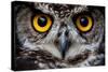 OWLS ARE THE ORDER Strigiformes, CONSTITUTING 200 EXTANT BIRD OF PREY SPECIES MOST ARE SOLITARY AND-Ammit Jack-Stretched Canvas