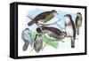 Owls, Buzzards, and Peregrine Falcon-Theodore Jasper-Framed Stretched Canvas