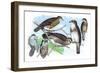 Owls, Buzzards, and Peregrine Falcon-Theodore Jasper-Framed Art Print