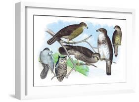 Owls, Buzzards, and Peregrine Falcon-Theodore Jasper-Framed Art Print