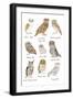 Owls in Glasses-Hanna Melin-Framed Art Print