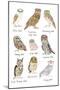 Owls in Glasses-Hanna Melin-Mounted Art Print