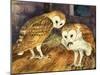 Owls-English School-Mounted Giclee Print