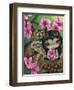 Owlyn in the Springtime-Jasmine Becket-Griffith-Framed Art Print