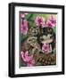 Owlyn in the Springtime-Jasmine Becket-Griffith-Framed Art Print