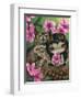 Owlyn in the Springtime-Jasmine Becket-Griffith-Framed Art Print