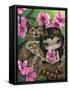 Owlyn in the Springtime-Jasmine Becket-Griffith-Framed Stretched Canvas