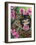 Owlyn in the Springtime-Jasmine Becket-Griffith-Framed Art Print