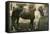 Owner Next to Horse with Hat-null-Framed Stretched Canvas