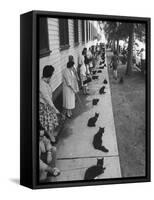 Owners with Their Black Cats, Waiting in Line For Audition in Movie "Tales of Terror"-Ralph Crane-Framed Stretched Canvas