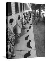 Owners with Their Black Cats, Waiting in Line For Audition in Movie "Tales of Terror"-Ralph Crane-Stretched Canvas