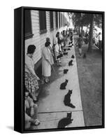 Owners with Their Black Cats, Waiting in Line For Audition in Movie "Tales of Terror"-Ralph Crane-Framed Stretched Canvas