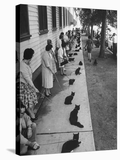 Owners with Their Black Cats, Waiting in Line For Audition in Movie "Tales of Terror"-Ralph Crane-Stretched Canvas