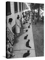 Owners with Their Black Cats, Waiting in Line For Audition in Movie "Tales of Terror"-Ralph Crane-Stretched Canvas