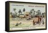 Ox Cart Ride on the Island of Borneo-null-Framed Stretched Canvas