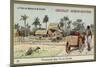 Ox Cart Ride on the Island of Borneo-null-Mounted Giclee Print