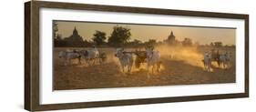 Ox carts at work on a farm in Bagan, Myanmar-Art Wolfe-Framed Photographic Print