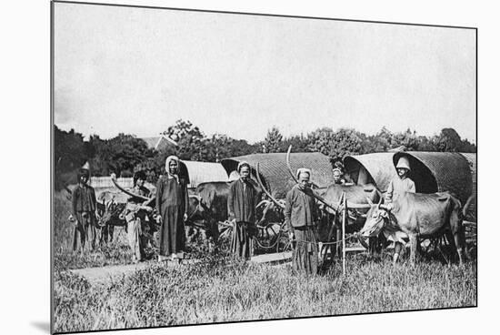 Ox Carts, Cochin China, Vietnam, 20th Century-null-Mounted Giclee Print