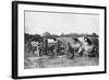 Ox Carts, Cochin China, Vietnam, 20th Century-null-Framed Giclee Print