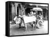 Ox-Drawn Cart, India, C.1907-null-Framed Stretched Canvas