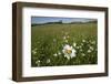 Ox-eye daisies in grassland, Republic of Ireland-David Woodfall-Framed Photographic Print