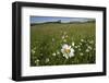 Ox-eye daisies in grassland, Republic of Ireland-David Woodfall-Framed Photographic Print